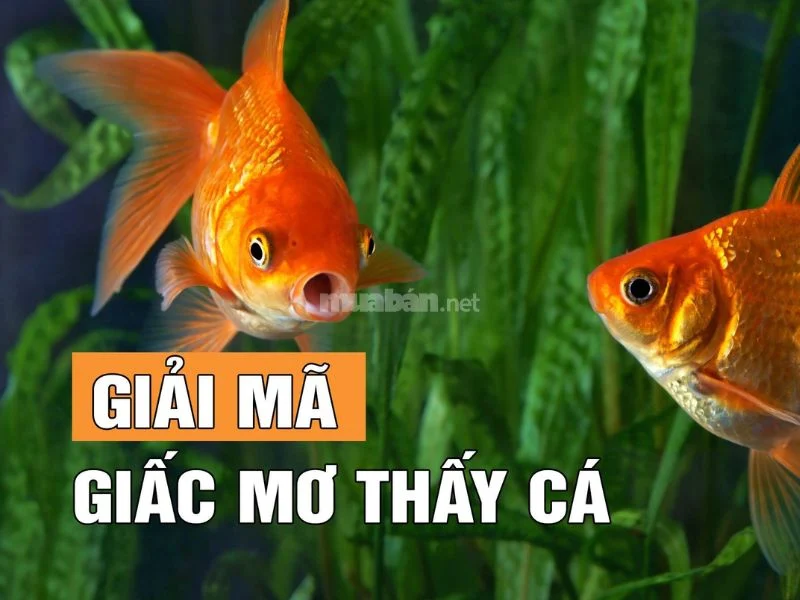 giải mã giấc mơ thấy cá